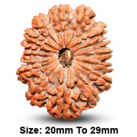 16 (षोडश) Mukhi Rudraksha